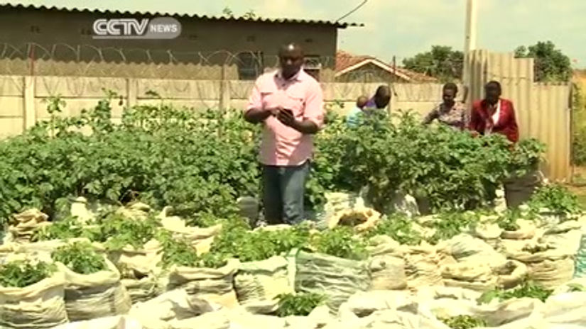 Zimbabweans find innovation in potatoes in sacks